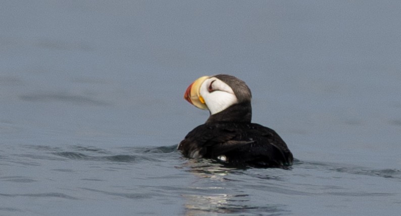 Horned Puffin - ML641024158