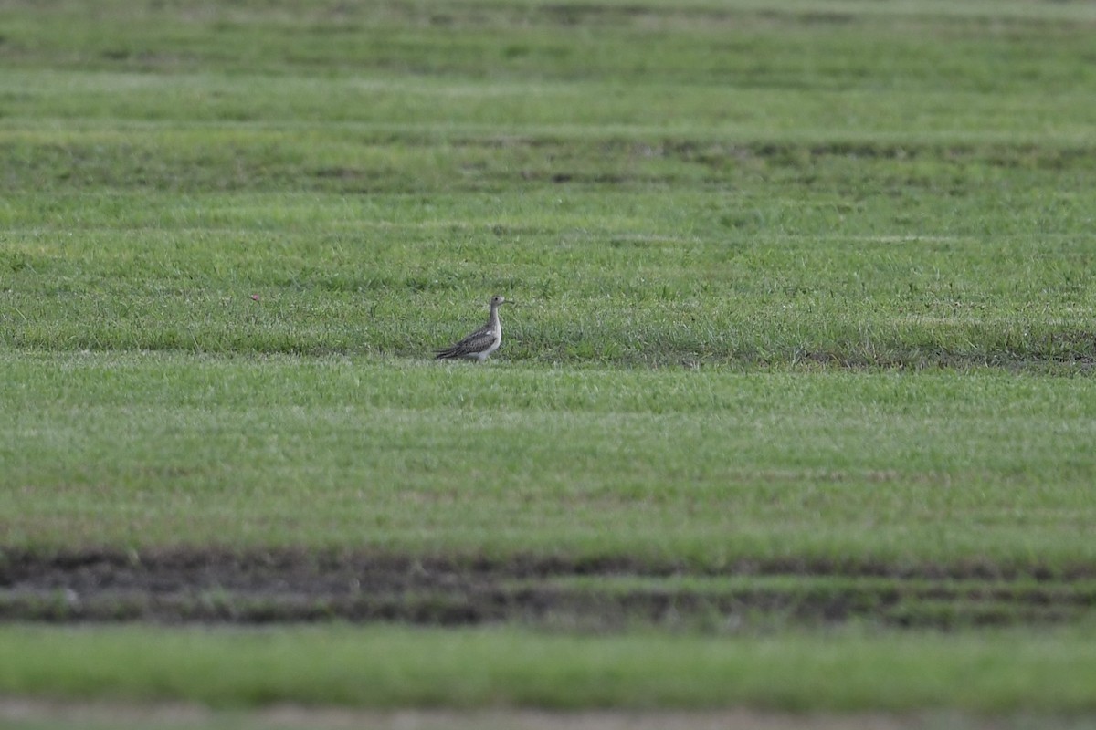 Upland Sandpiper - ML641024181