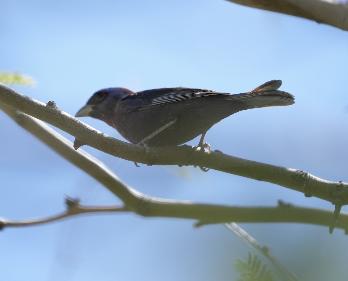 Varied Bunting - ML641024194