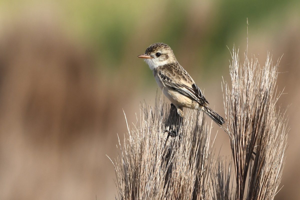 Strange-tailed Tyrant - ML641024211