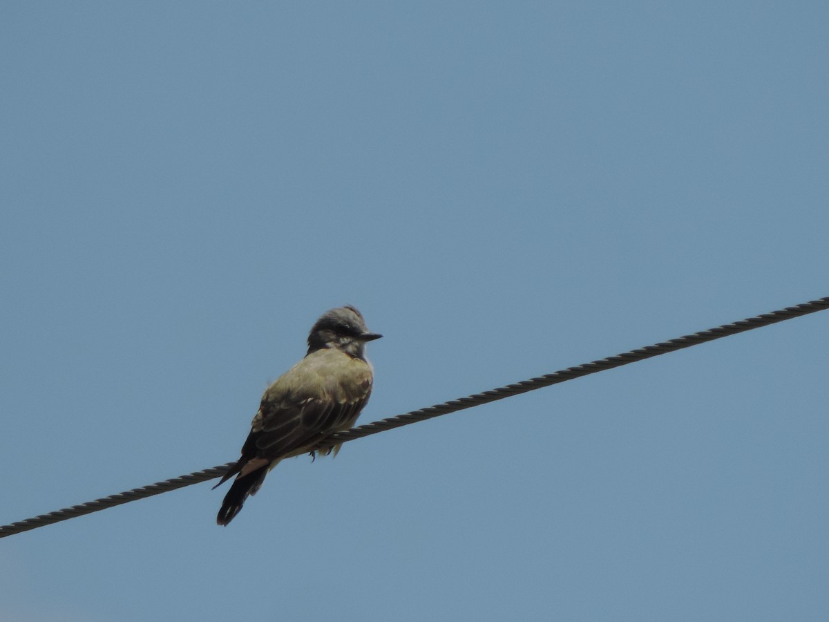 Cassin's Kingbird - ML641024237