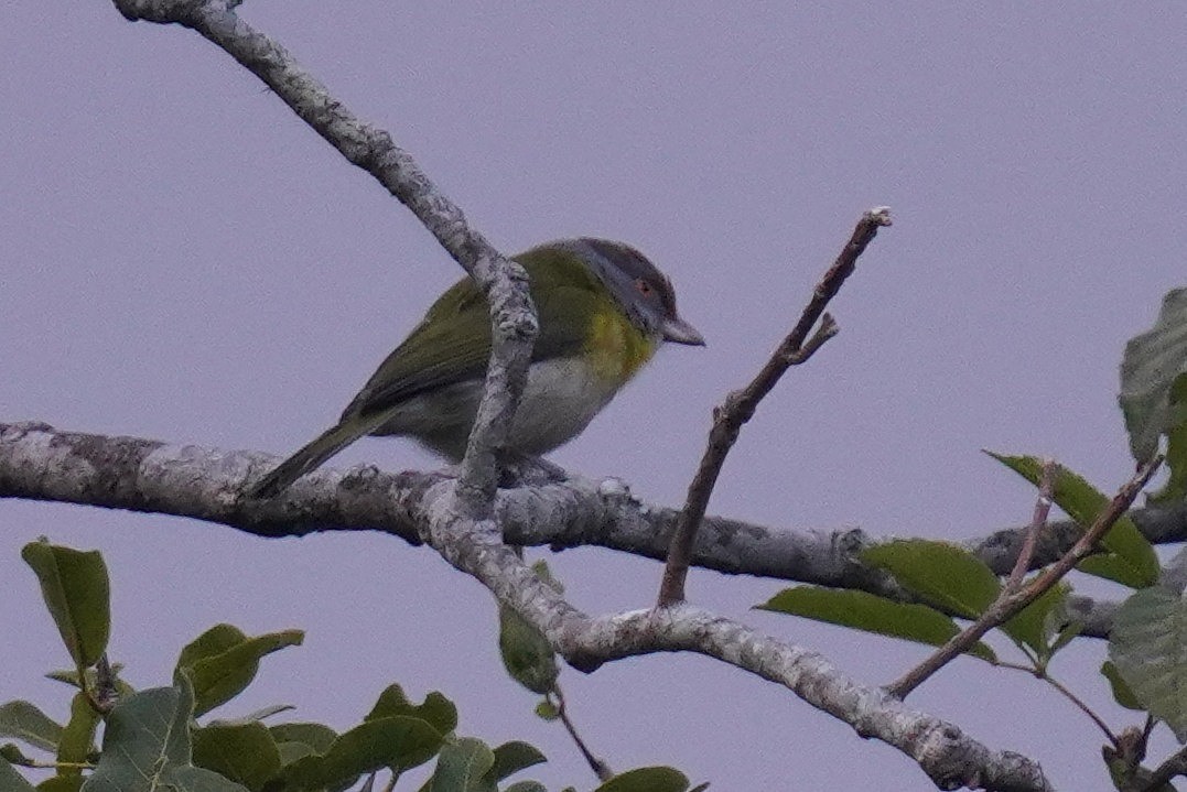 Rufous-browed Peppershrike - ML641024254
