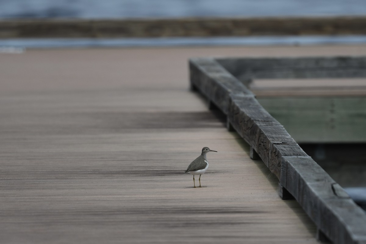 Spotted Sandpiper - ML641024257