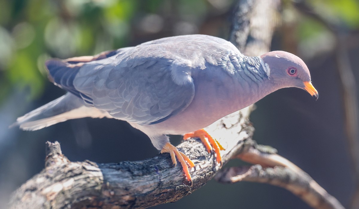 Band-tailed Pigeon - ML641024283