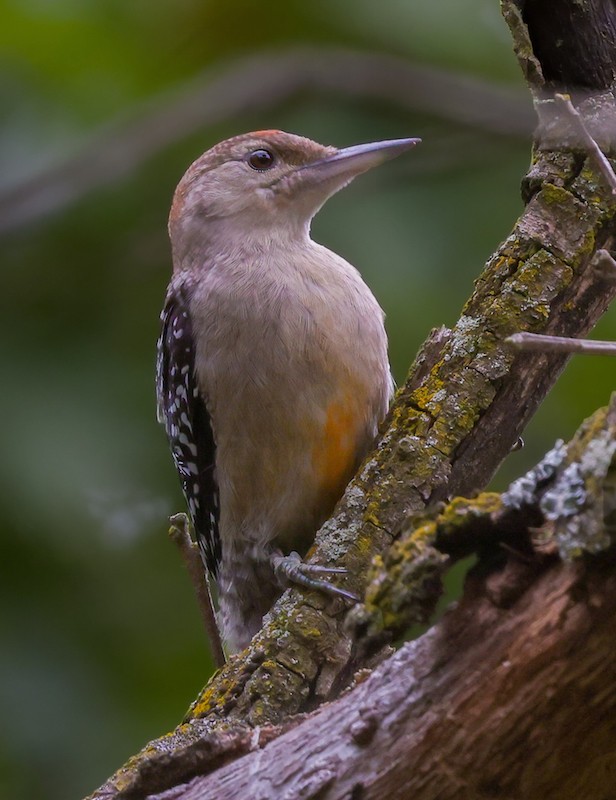 Red-bellied Woodpecker - ML641024338
