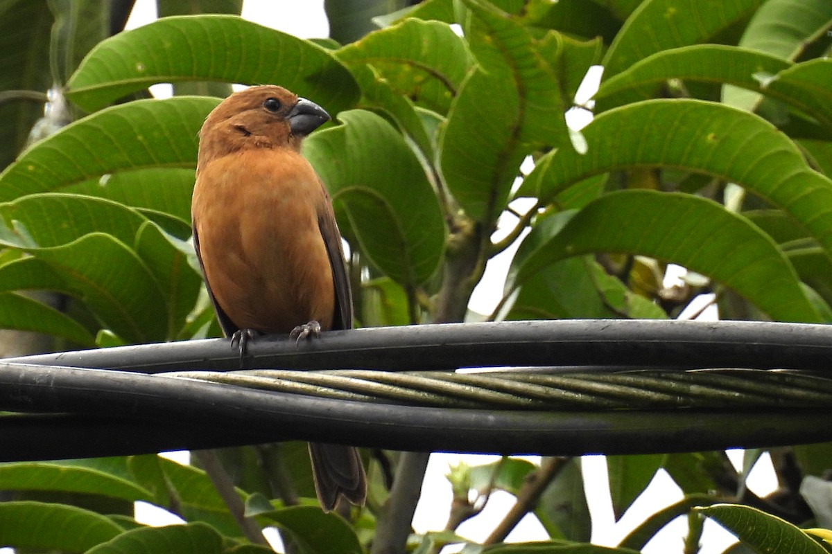 Large-billed Seed-Finch - ML641024353