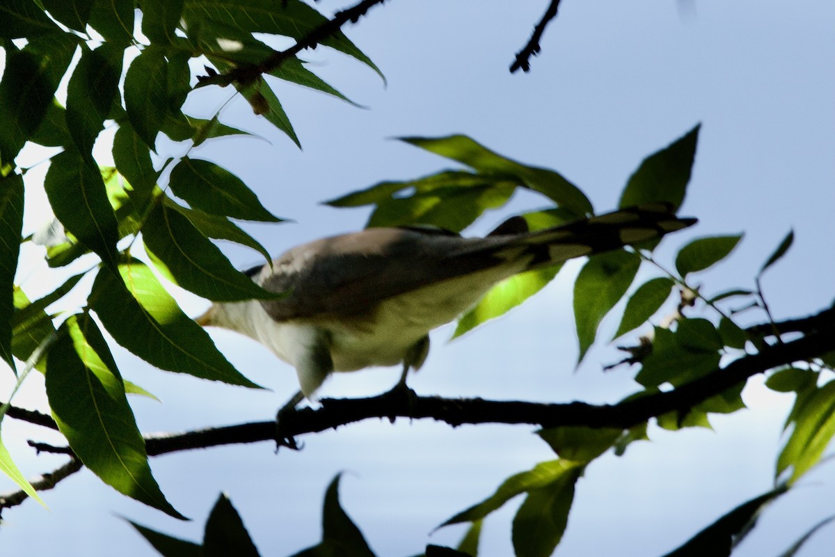 Yellow-billed Cuckoo - ML641024378