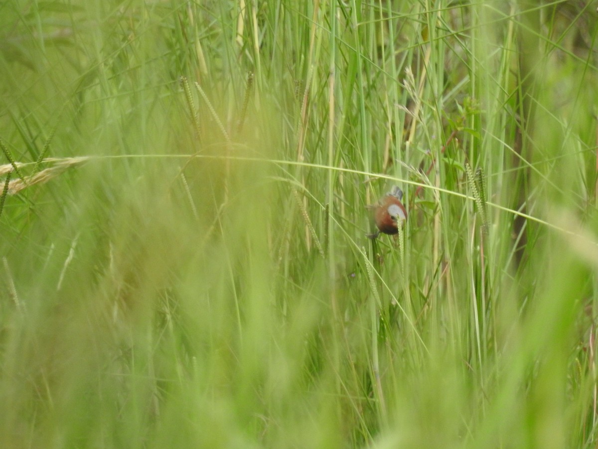 Chestnut Seedeater - ML641024385