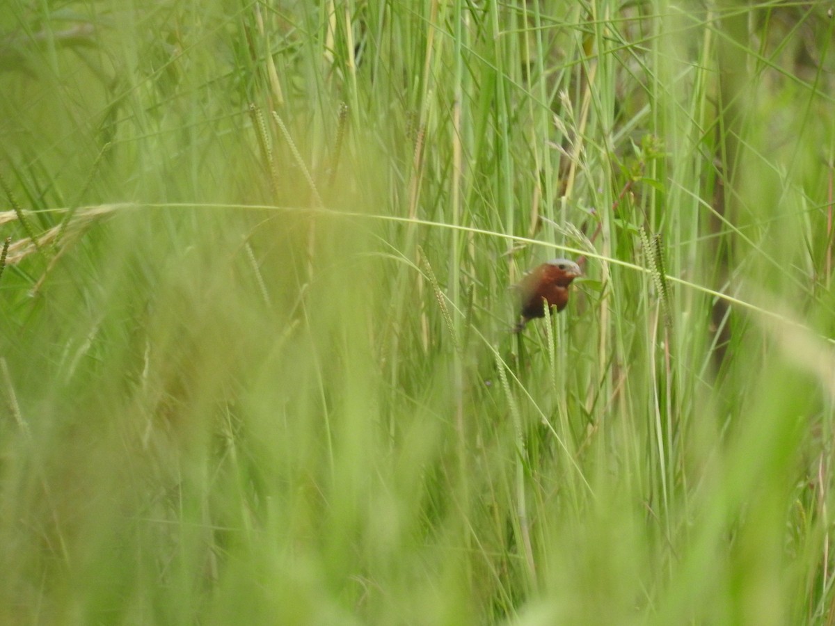 Chestnut Seedeater - ML641024386