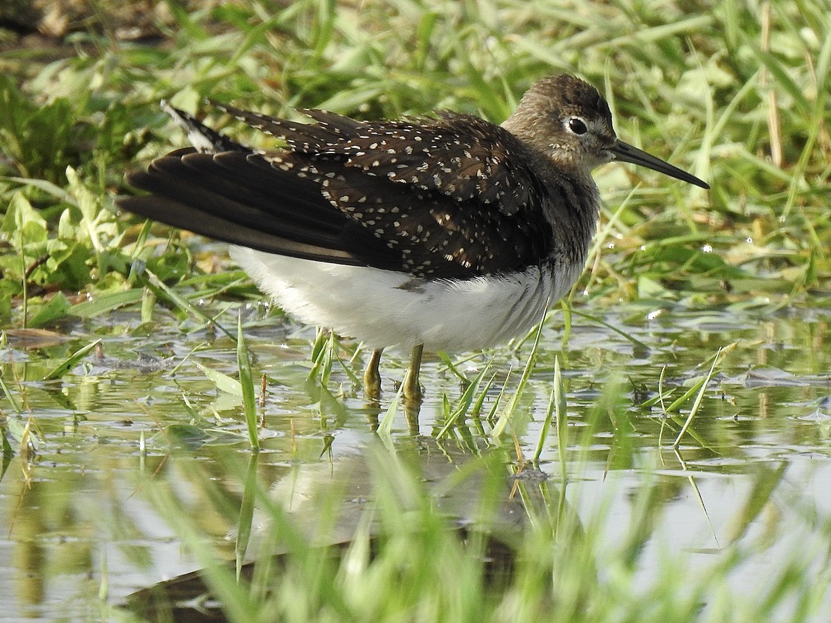 eremittsnipe - ML641024387