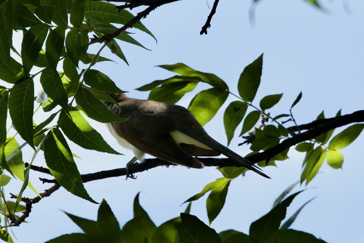 Yellow-billed Cuckoo - ML641024388
