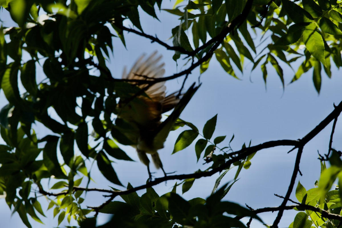 Yellow-billed Cuckoo - ML641024399