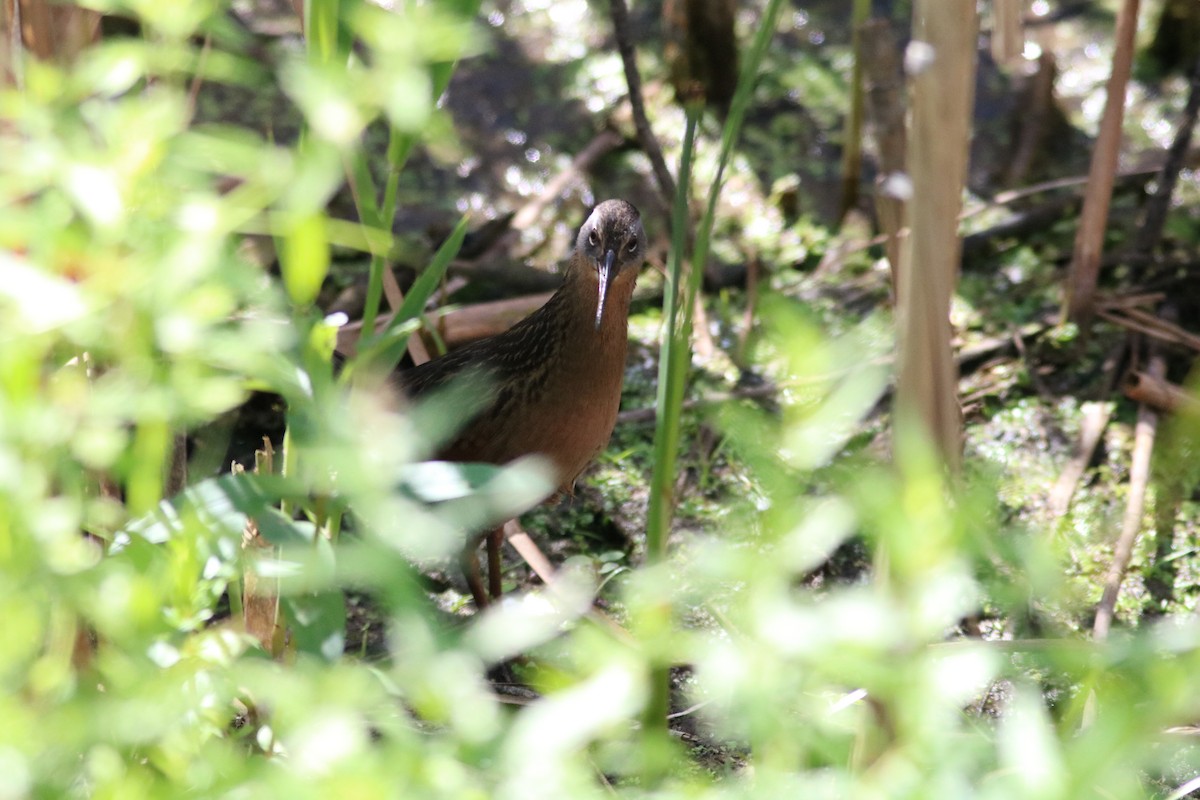 Virginia Rail - ML641024428