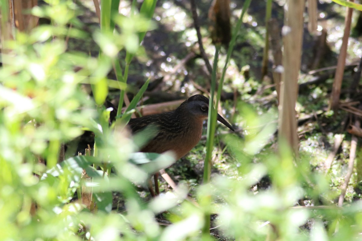 Virginia Rail - ML641024429