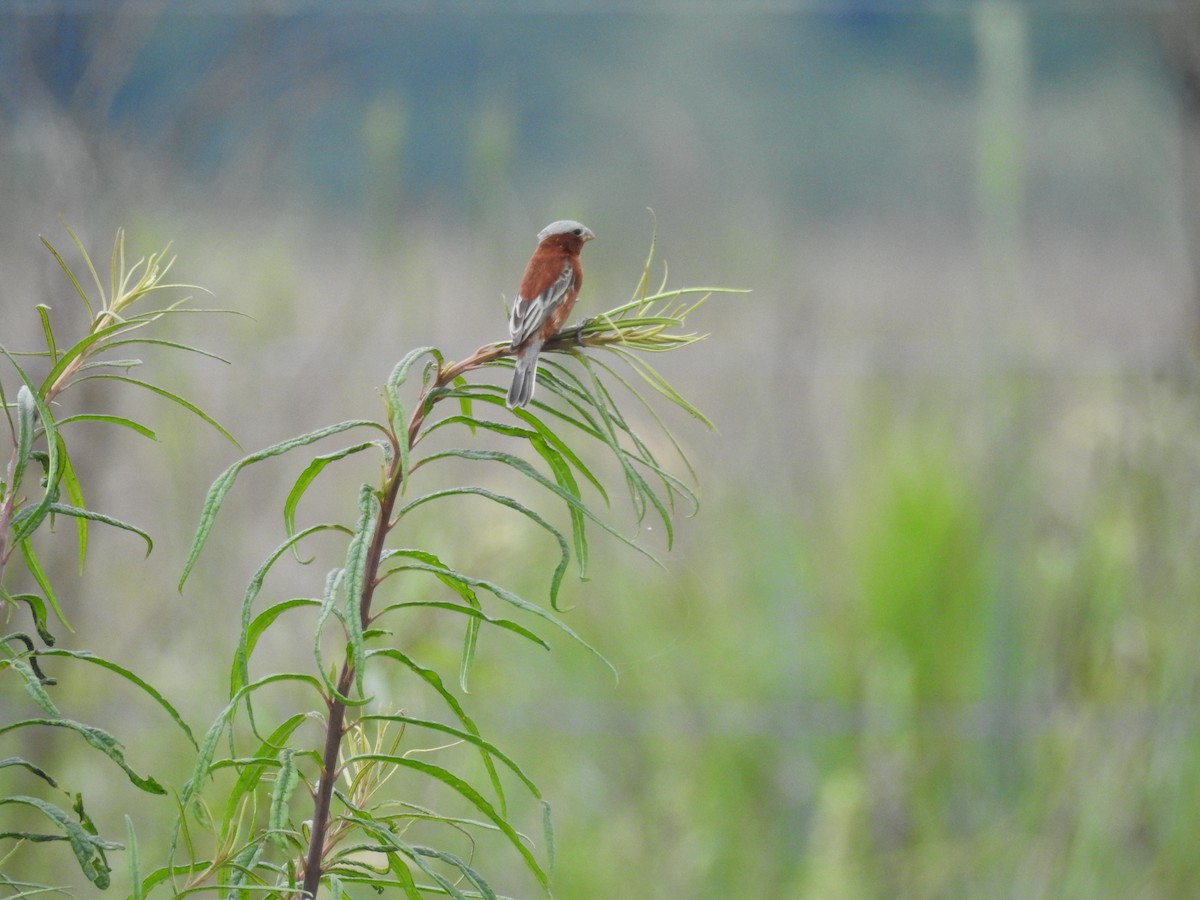 Chestnut Seedeater - ML641024504
