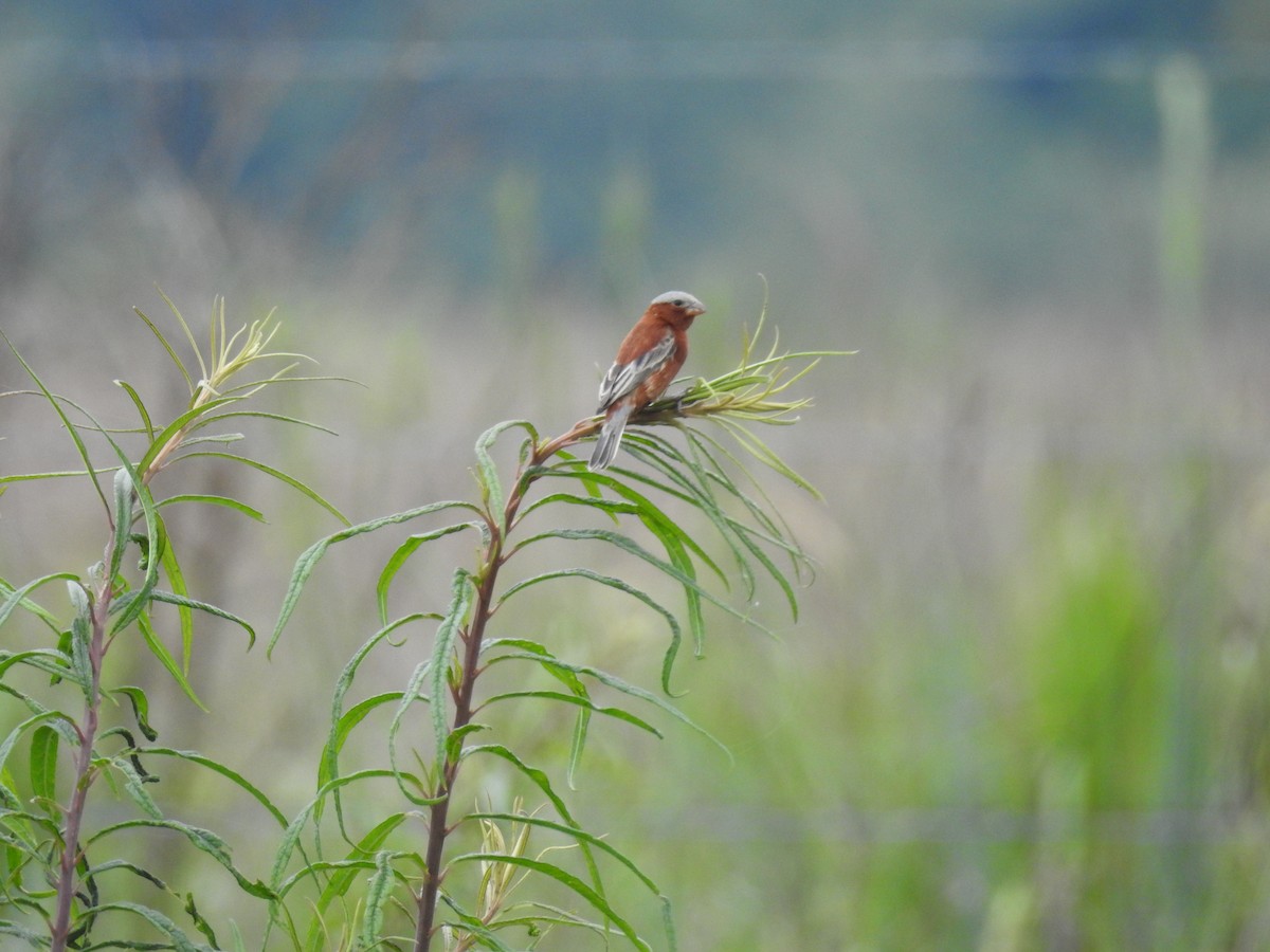 Chestnut Seedeater - ML641024505