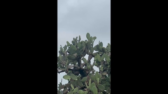 Crested Caracara (Northern) - ML641024553