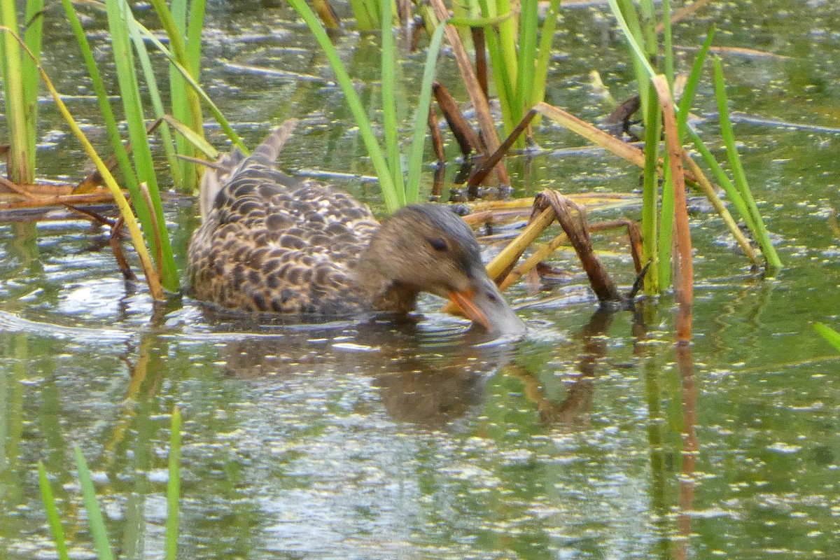 Northern Shoveler - ML641024570