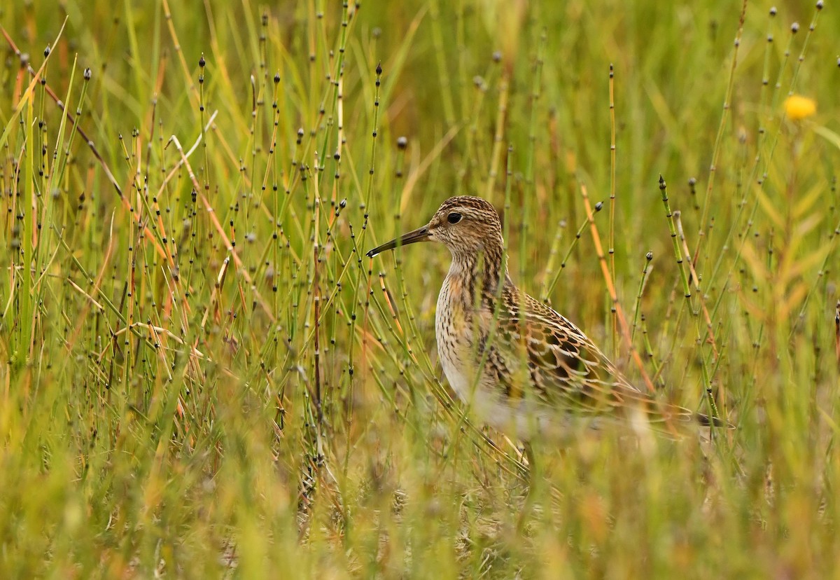 Graubrust-Strandläufer - ML641024586