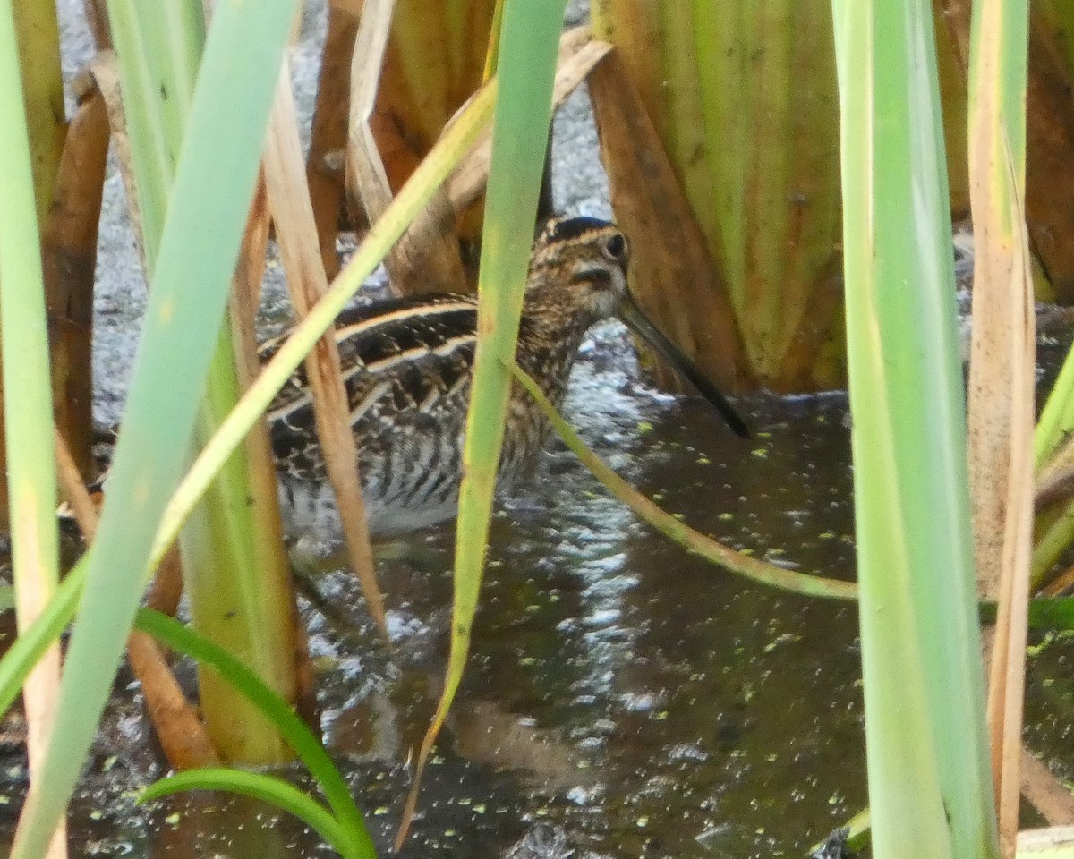 Wilson's Snipe - ML641024624