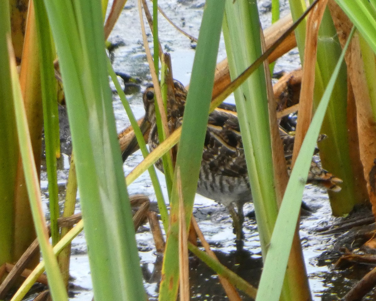 Wilson's Snipe - ML641024626