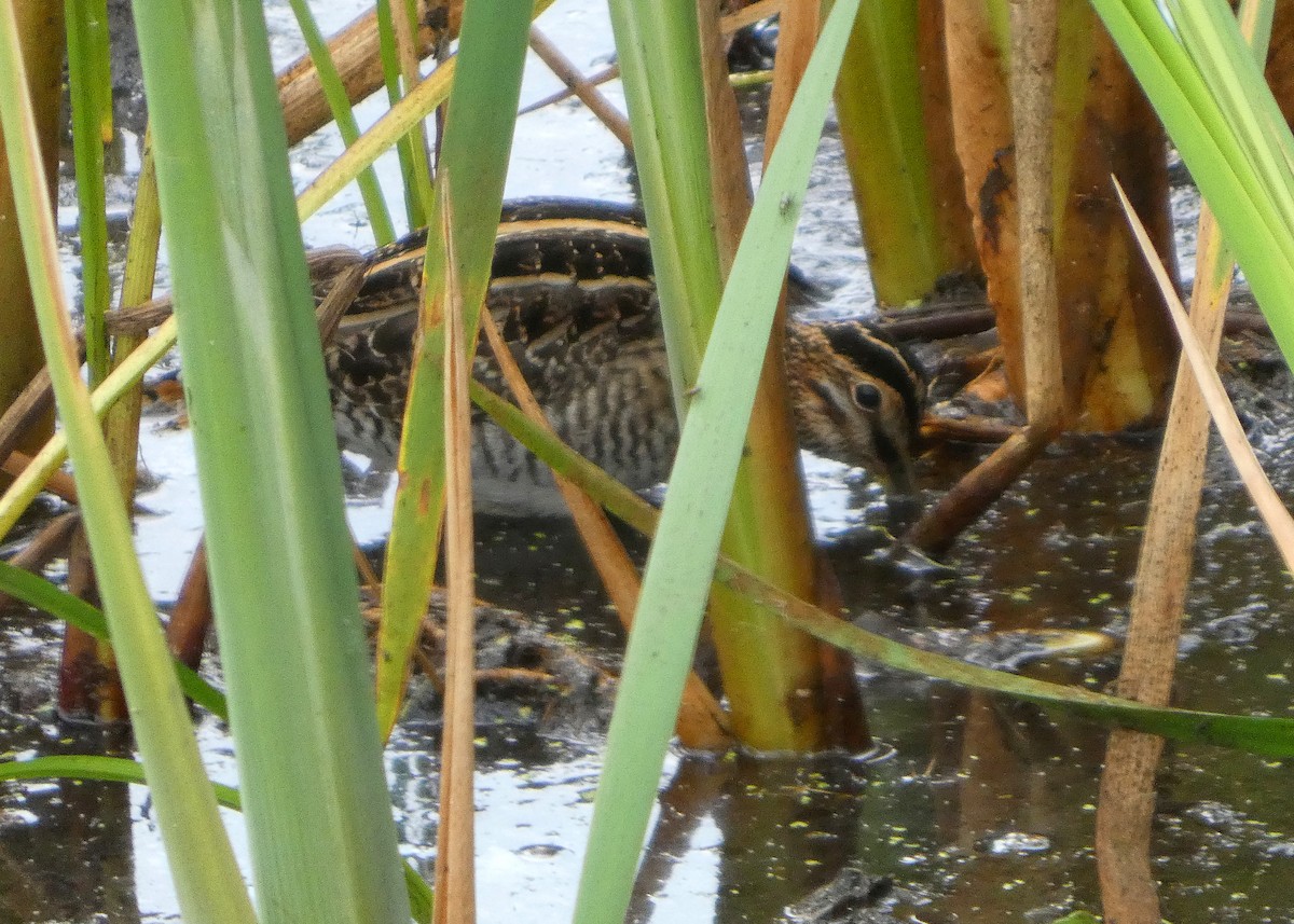 Wilson's Snipe - ML641024627