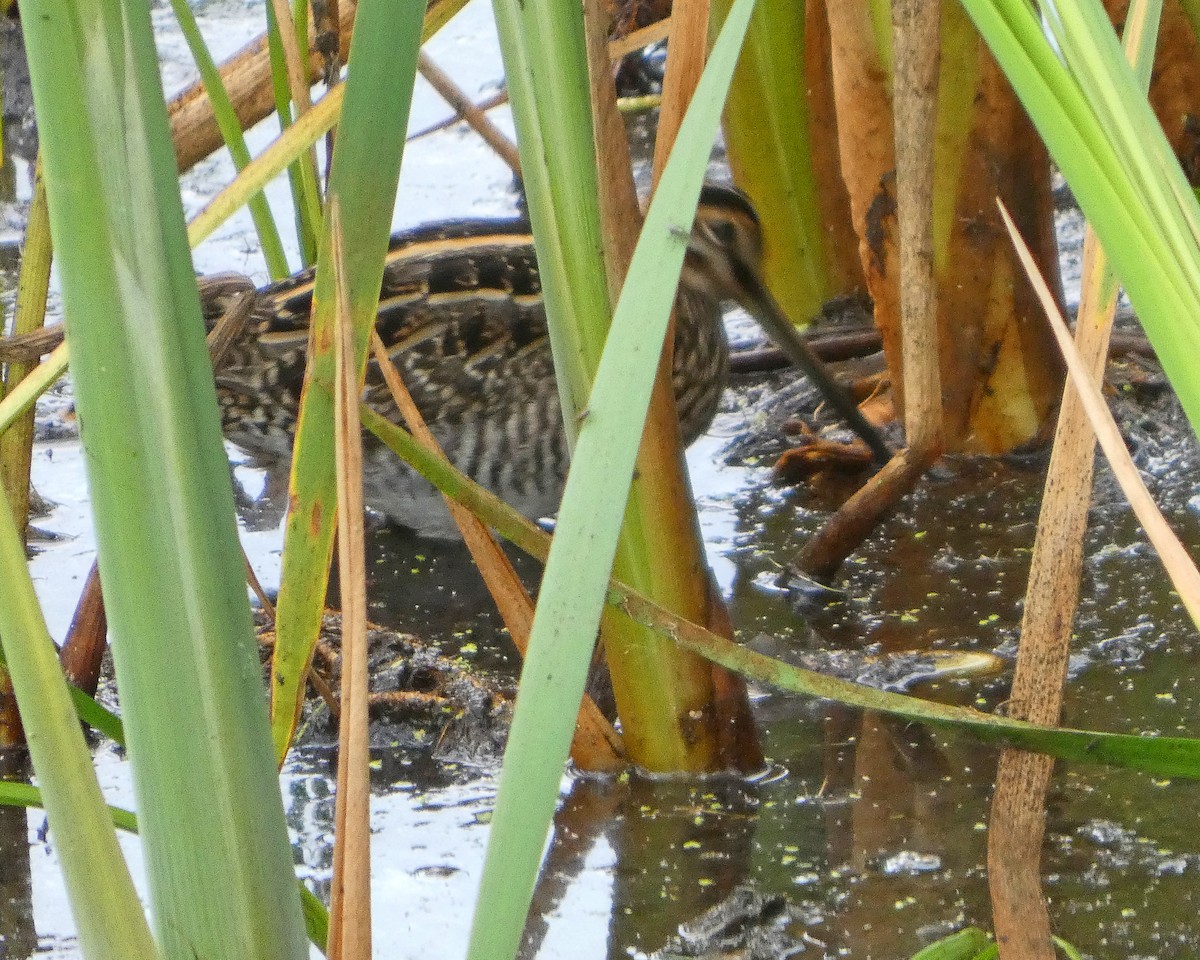 Wilson's Snipe - ML641024628