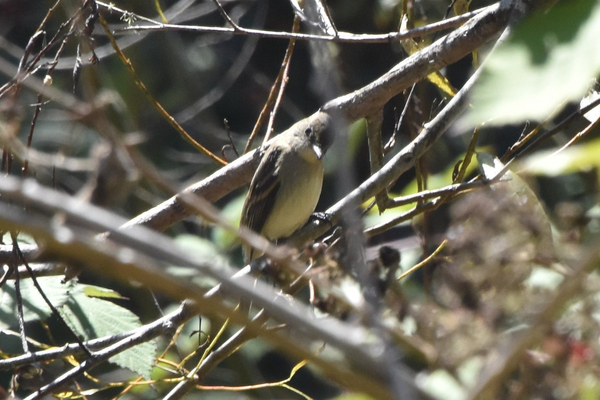 חטפית ער - ML641024640