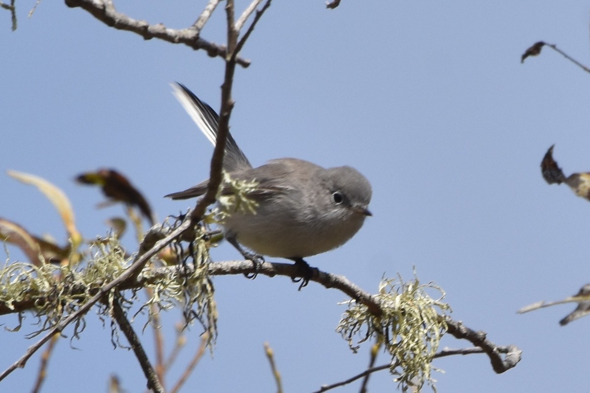 ברחשית כחלחלה - ML641024649