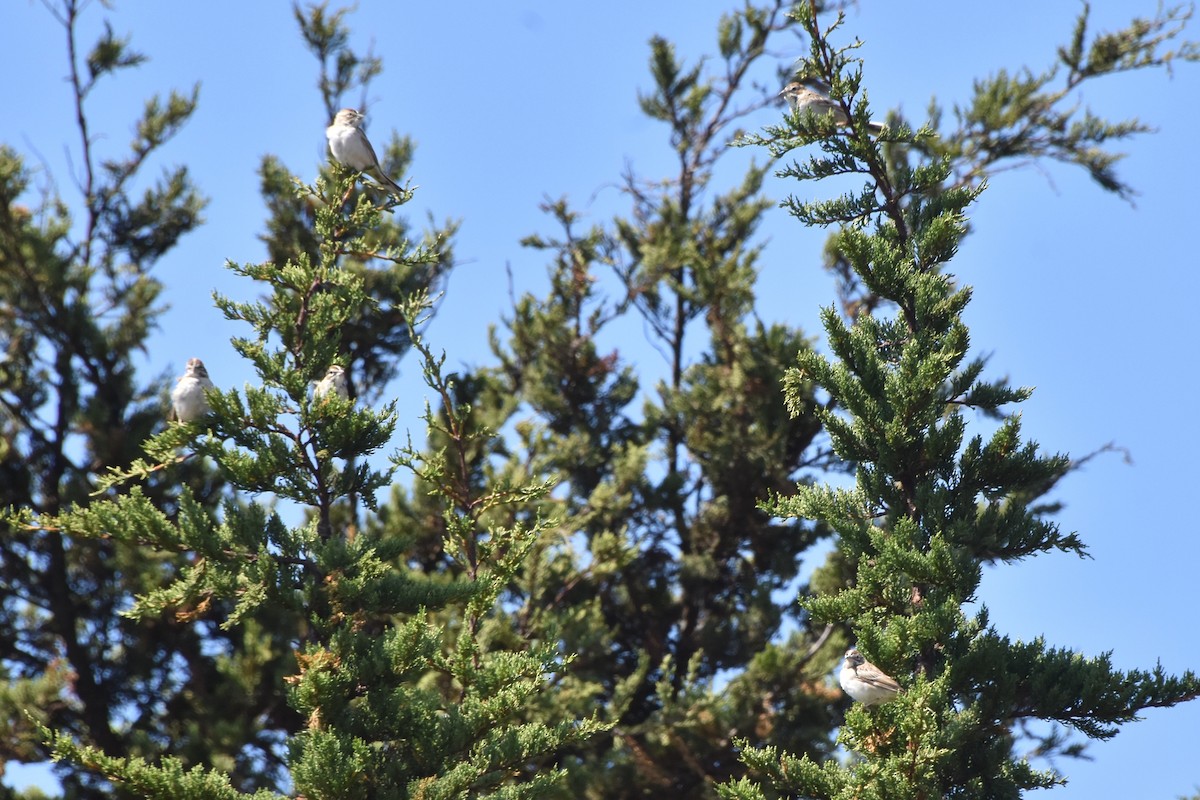 גיבתונית לבנת-גבה - ML641024653