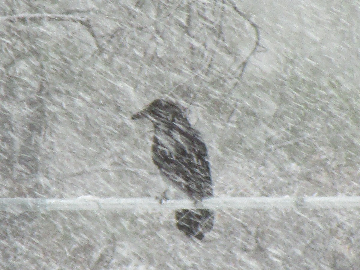 Grand Corbeau - ML641024664