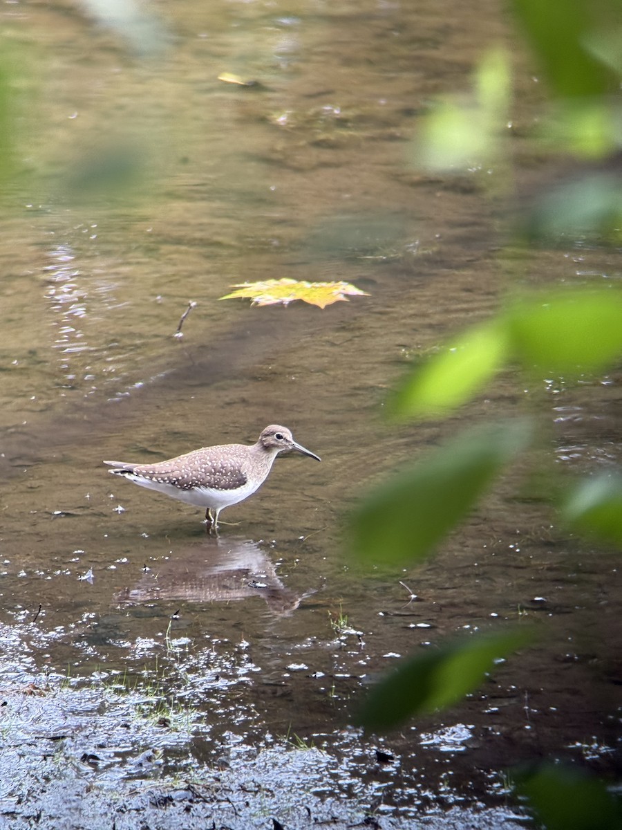 Solitary Sandpiper (solitaria) - ML641024698