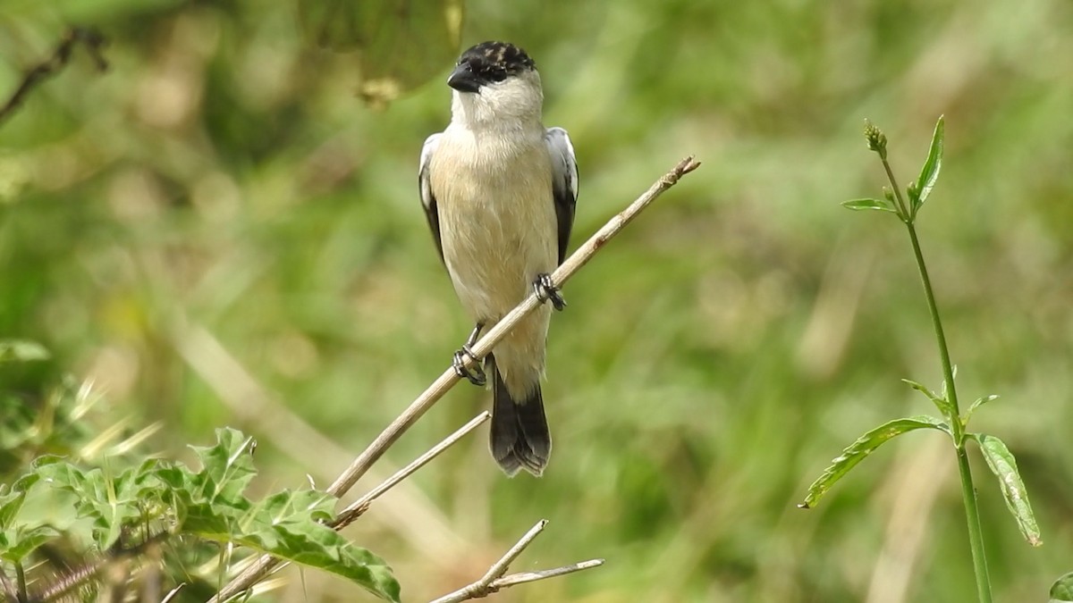 Pearly-bellied Seedeater - ML641024699