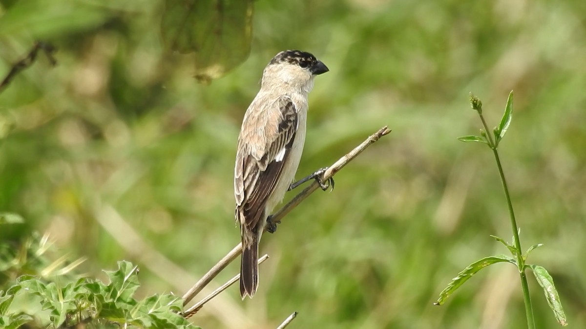 Pearly-bellied Seedeater - ML641024700