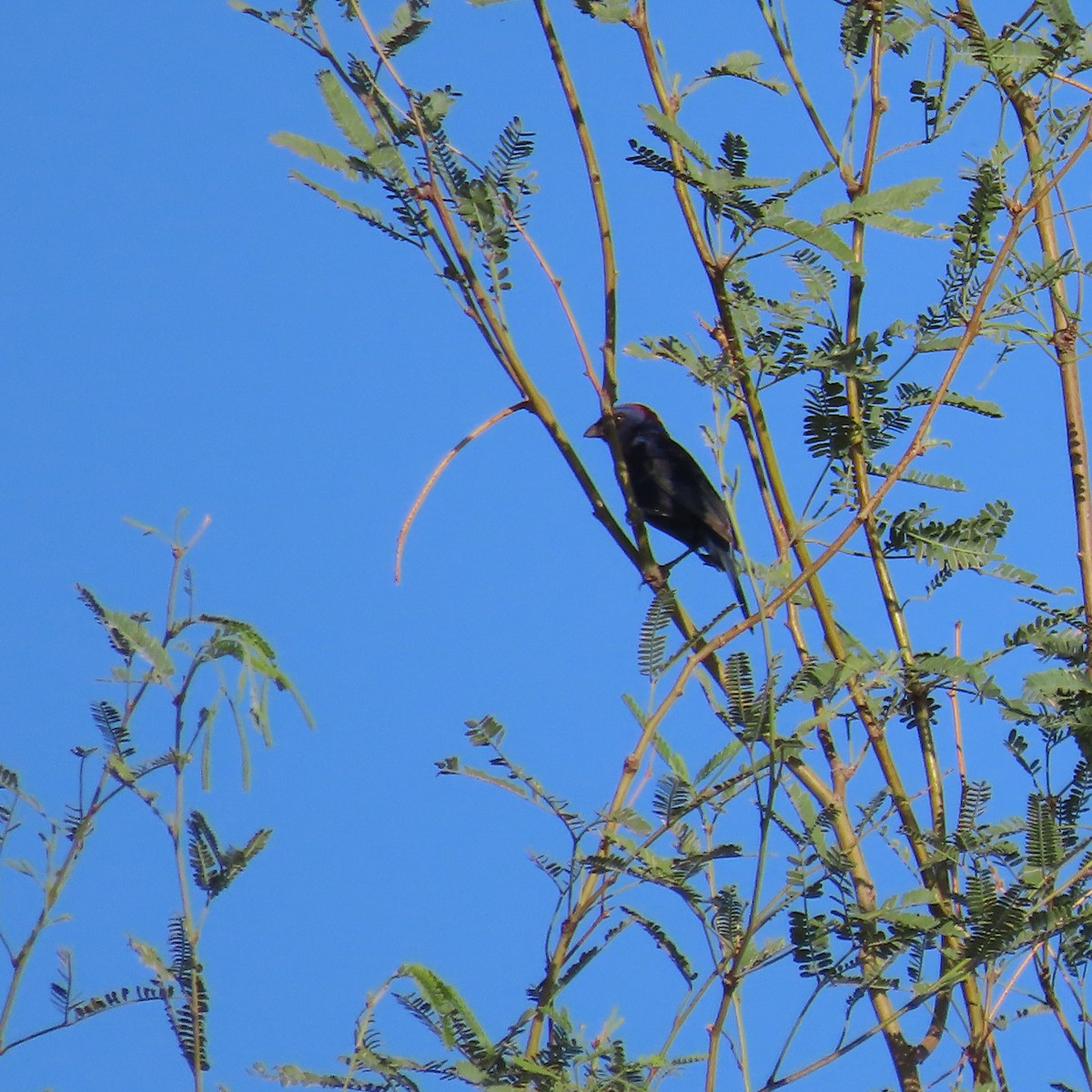 Varied Bunting - ML641024706