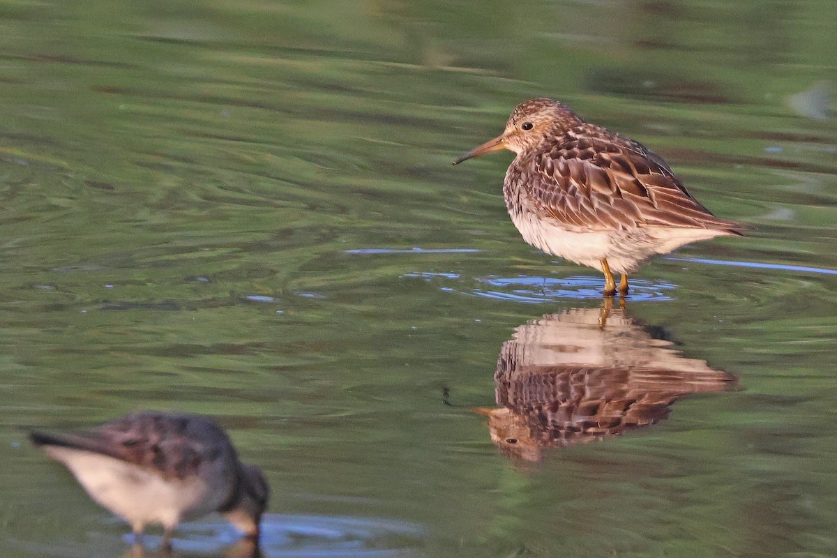 Graubrust-Strandläufer - ML641024726