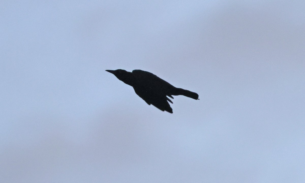 Boat-tailed Grackle - ML641024736