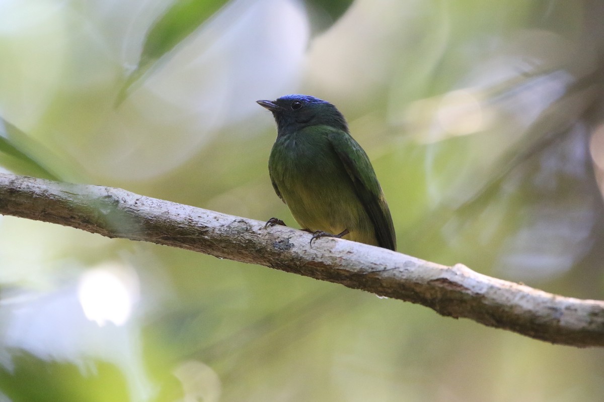 Mavi Tepeli Manakin - ML641024738