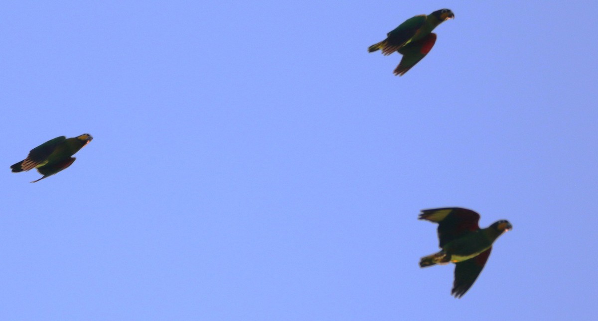 Orange-cheeked Parrot - ML641024756