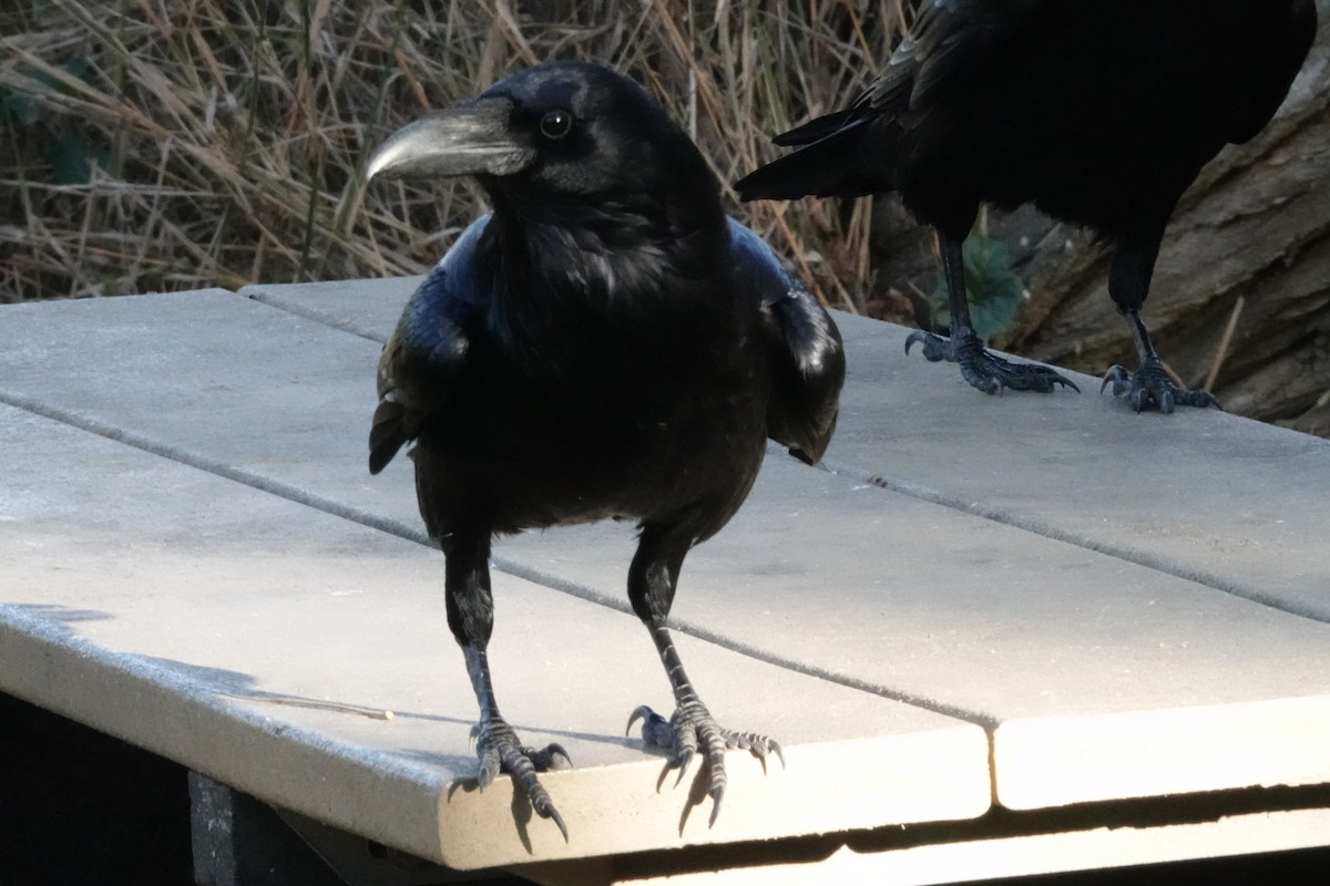 Grand Corbeau - ML641024759