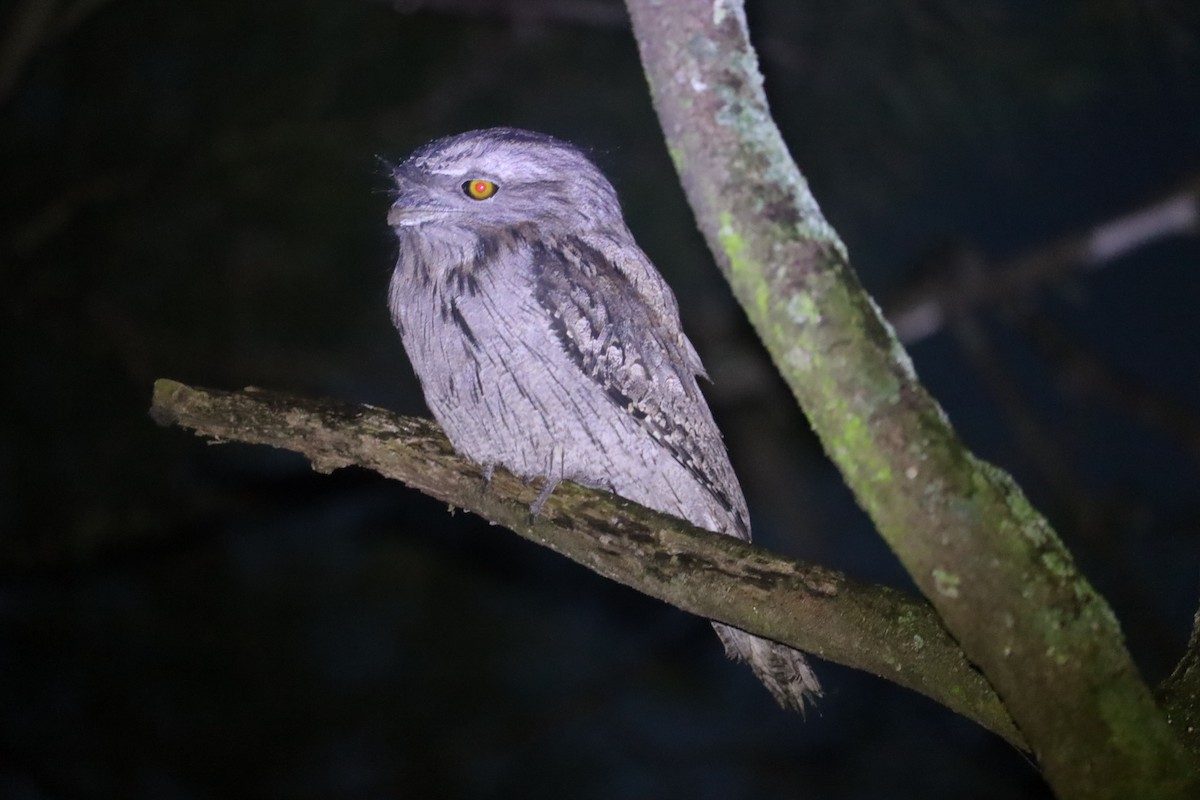 Tawny Frogmouth - ML641024803