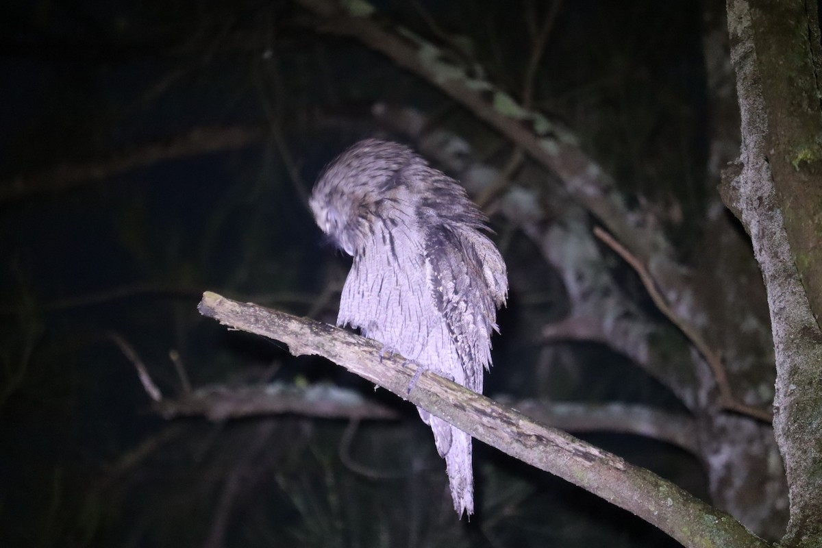 Tawny Frogmouth - ML641024805