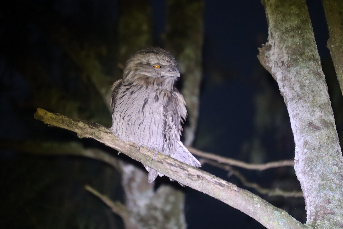 Tawny Frogmouth - ML641024806