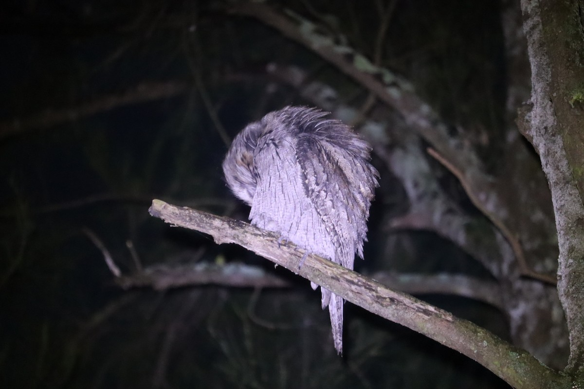 Tawny Frogmouth - ML641024807