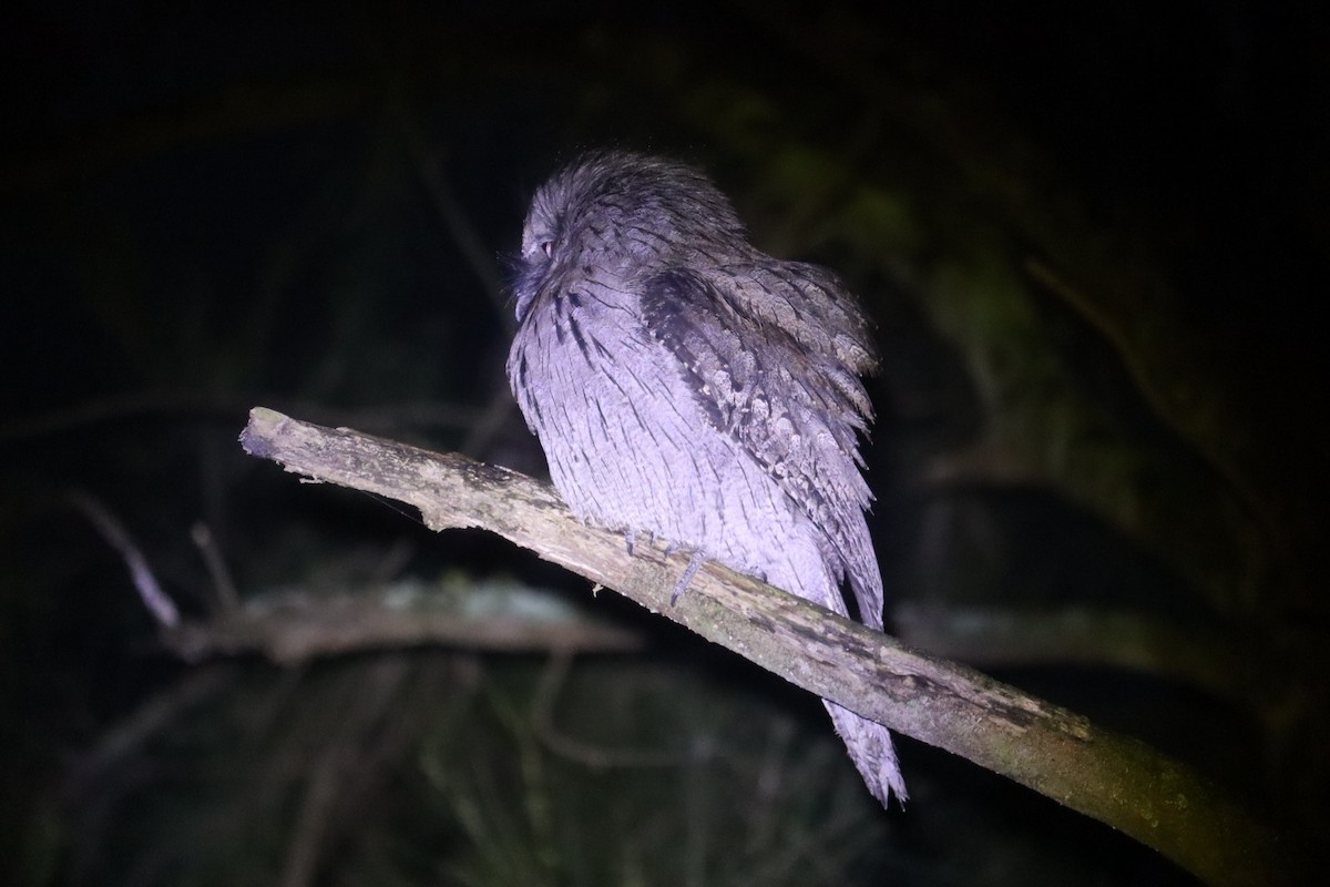 Tawny Frogmouth - ML641024808