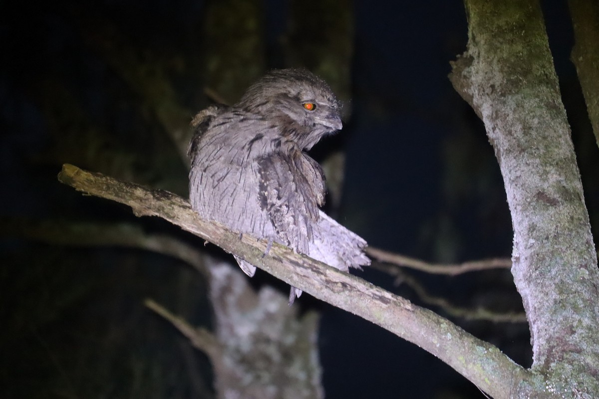 Tawny Frogmouth - ML641024809