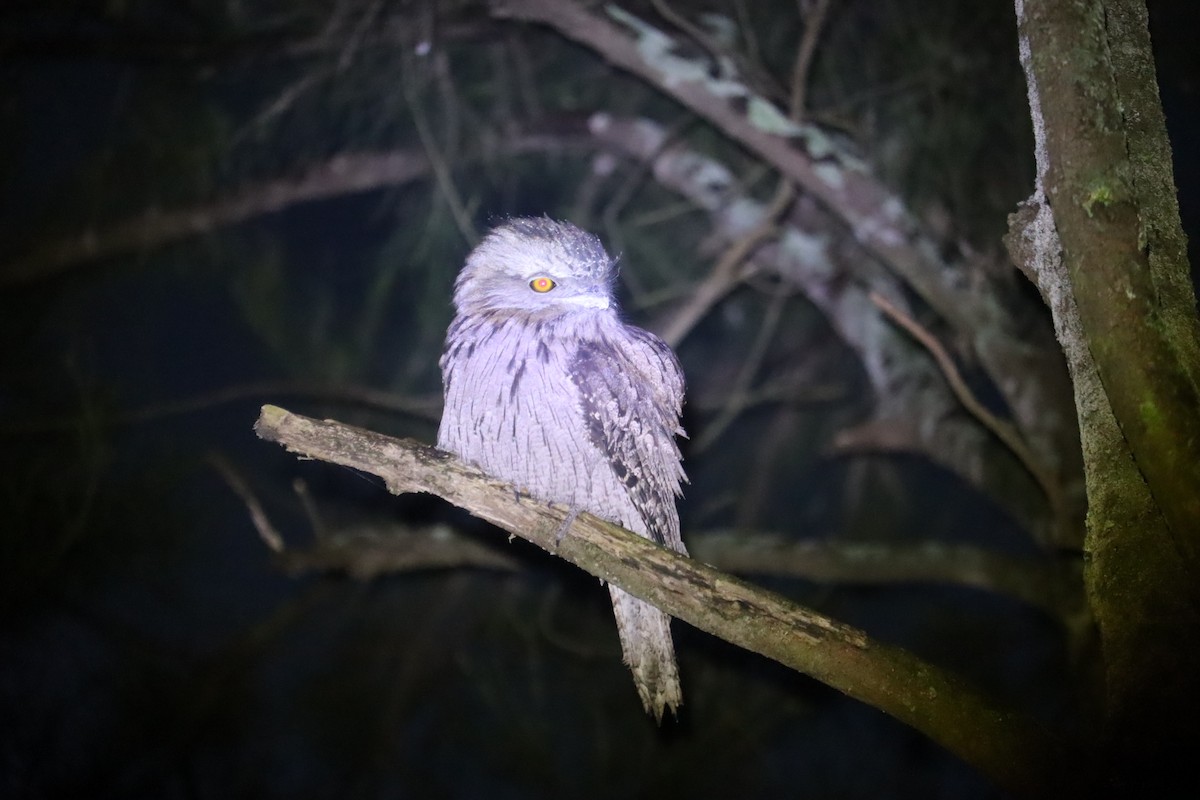 Tawny Frogmouth - ML641024811