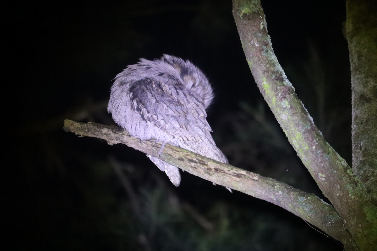 Tawny Frogmouth - ML641024812
