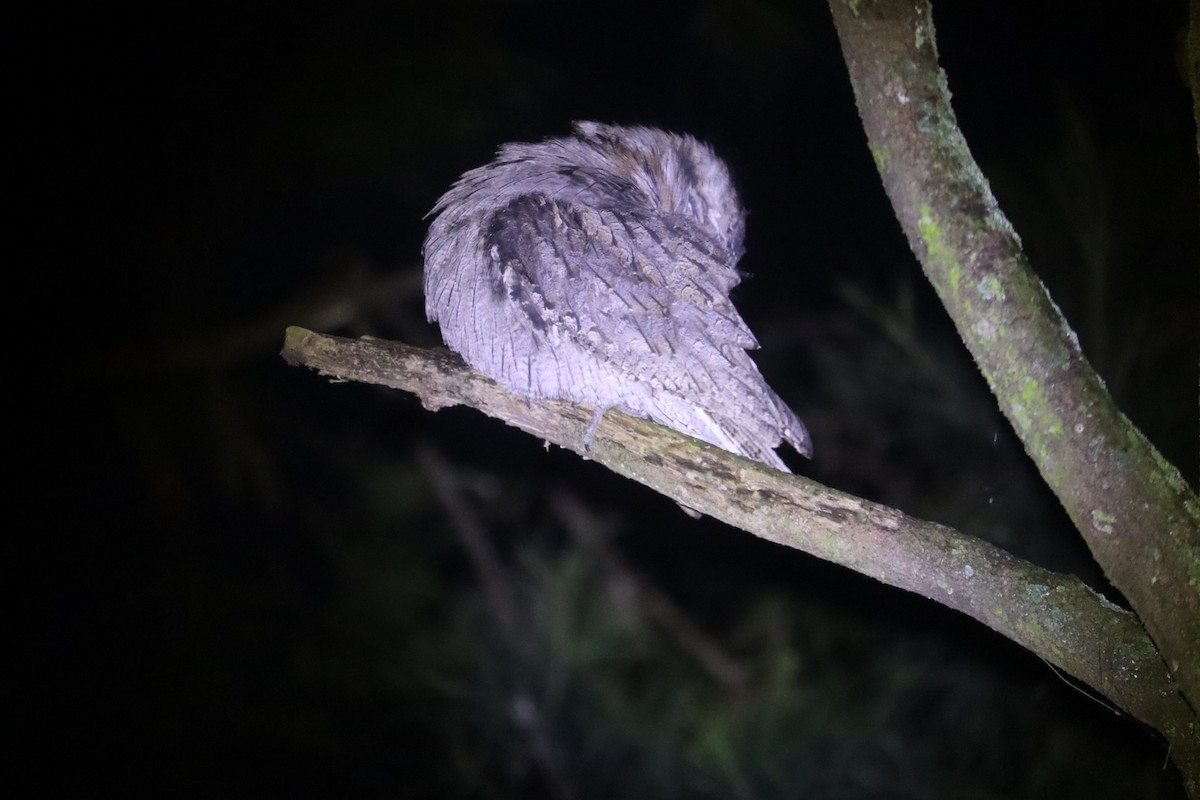Tawny Frogmouth - ML641024813