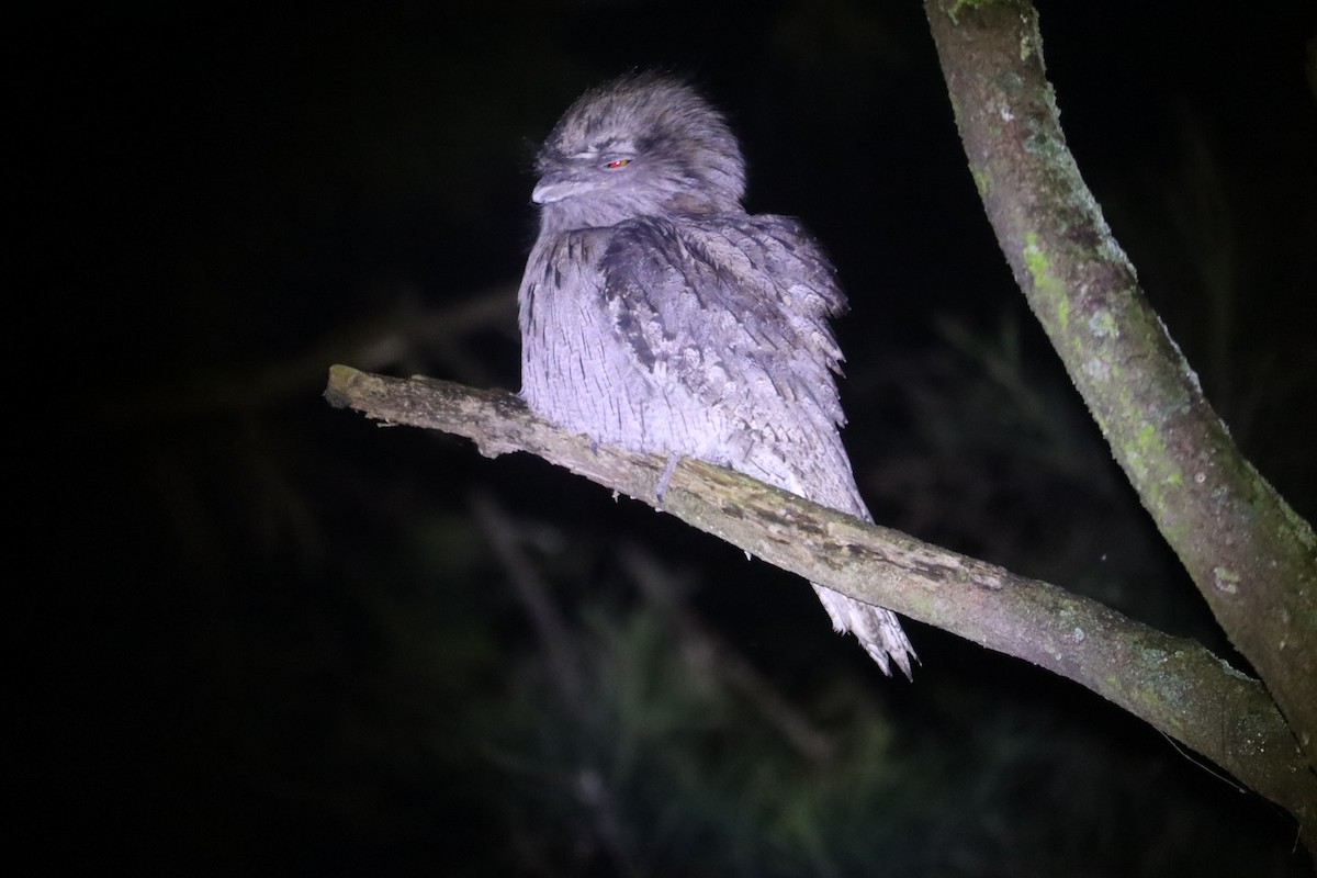 Tawny Frogmouth - ML641024814